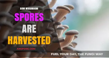 Harvesting Mushroom Spores: A Step-by-Step Guide