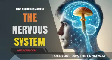 Mushrooms' Magical Impact: Unveiling Their Power Over Our Nervous System