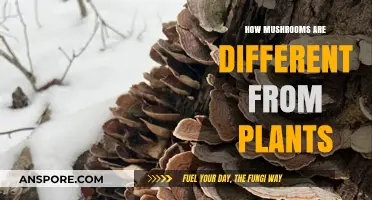 Mushrooms: Distinctly Different from Plants