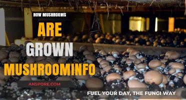 Mushroom Cultivation: An In-Depth Guide