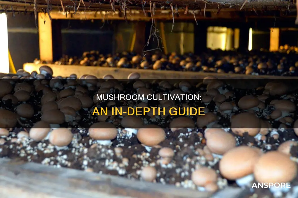 how mushrooms are grown mushroominfo