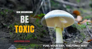 Mushrooms: Toxicity and How It Happens
