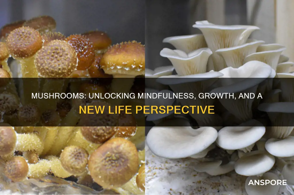 how mushrooms can change your perspective on life