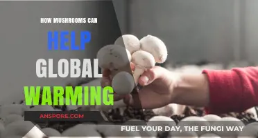 Mushrooms' Surprising Role in Combating Climate Change and Global Warming