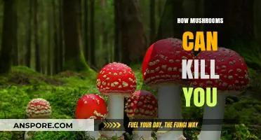 Deadly Fungi: How Mushrooms Can Turn a Foray Fatal