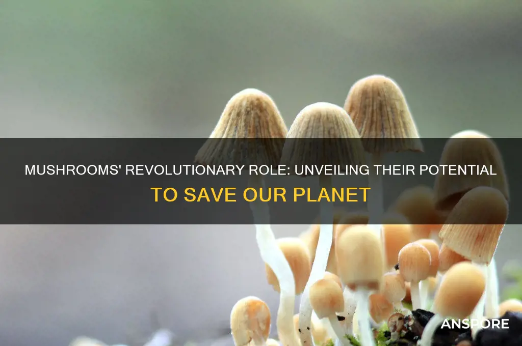 how mushrooms can save the world book