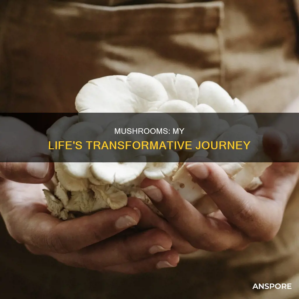 how mushrooms changed my lie
