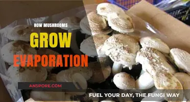 Mushroom Growth Secrets: Understanding Evaporation's Role in Cultivation