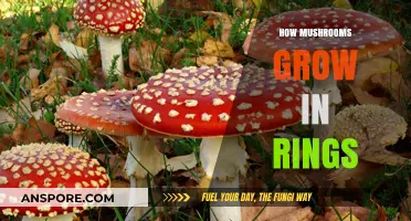 Mysterious Mushroom Rings: Unveiling the Secrets of Fairy Circle Growth