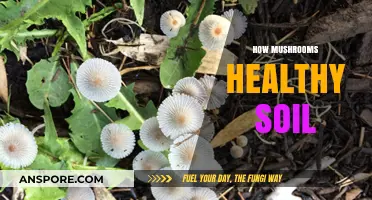 Mushrooms: Superheroes of Soil Health