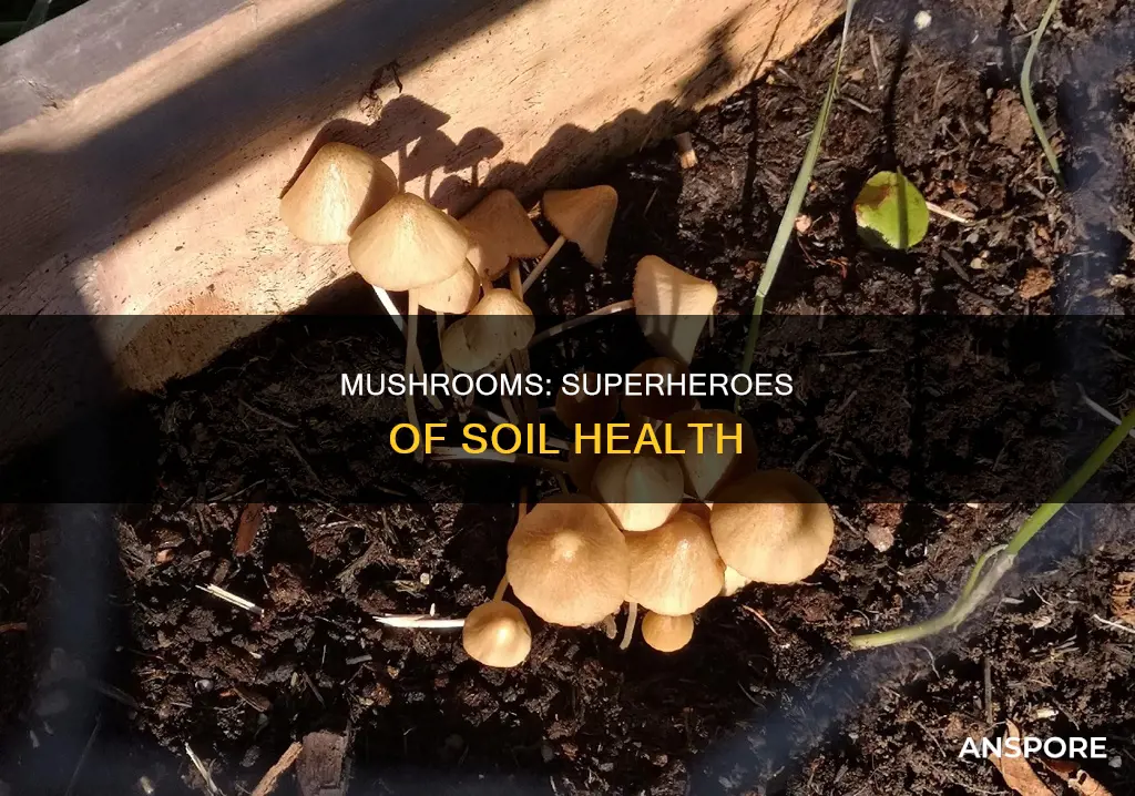 how mushrooms healthy soil