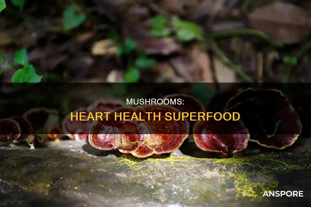 how mushrooms help fight heart disease