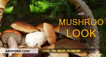 Mushrooms: A Visual Exploration of Nature's Oddities