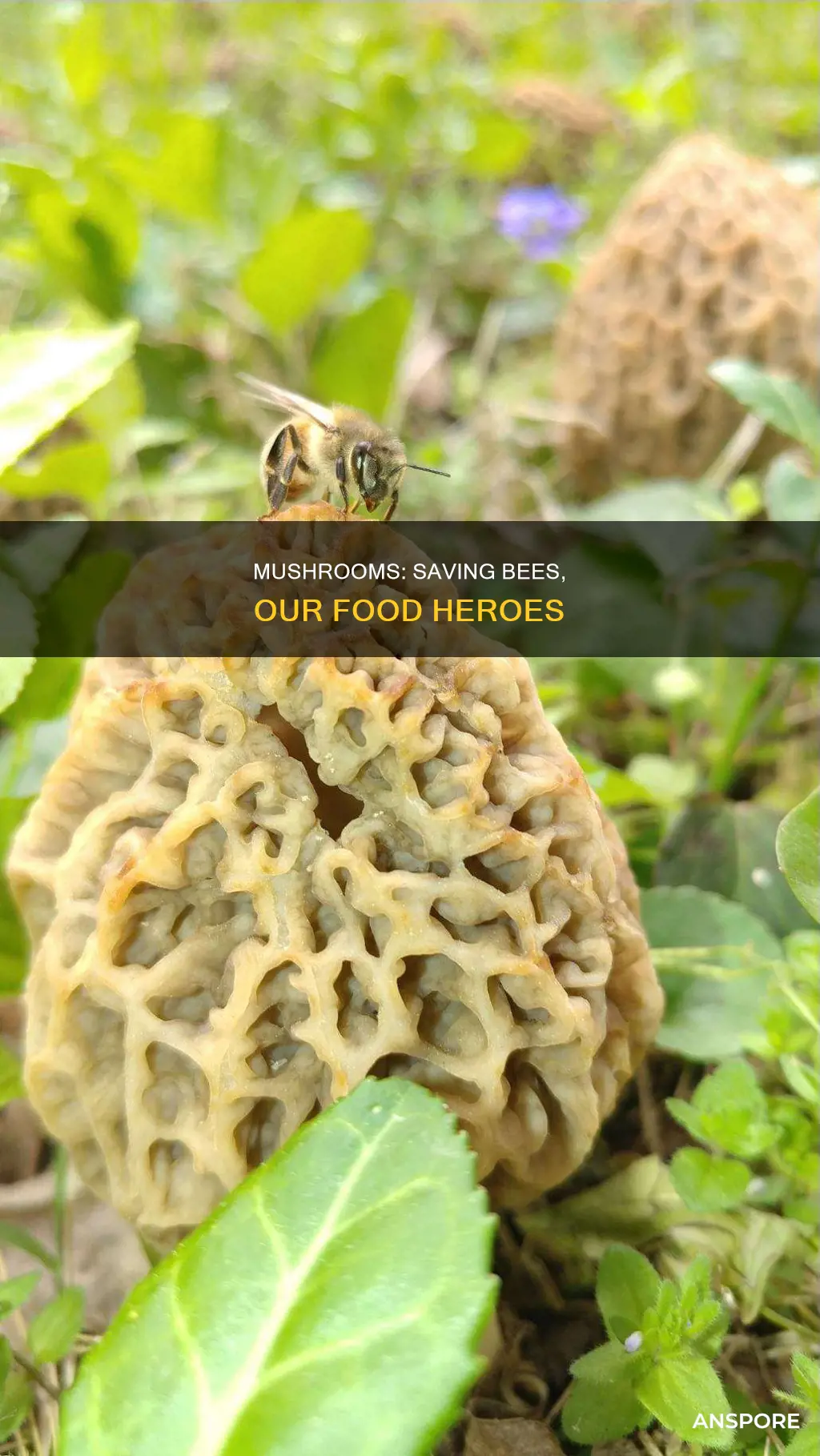 how mushrooms might save bees