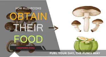 Mushrooms' Intriguing Food Source: Nature's Decomposing Magic