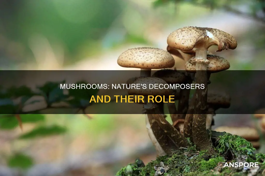 how mushrooms play a part for decomposition