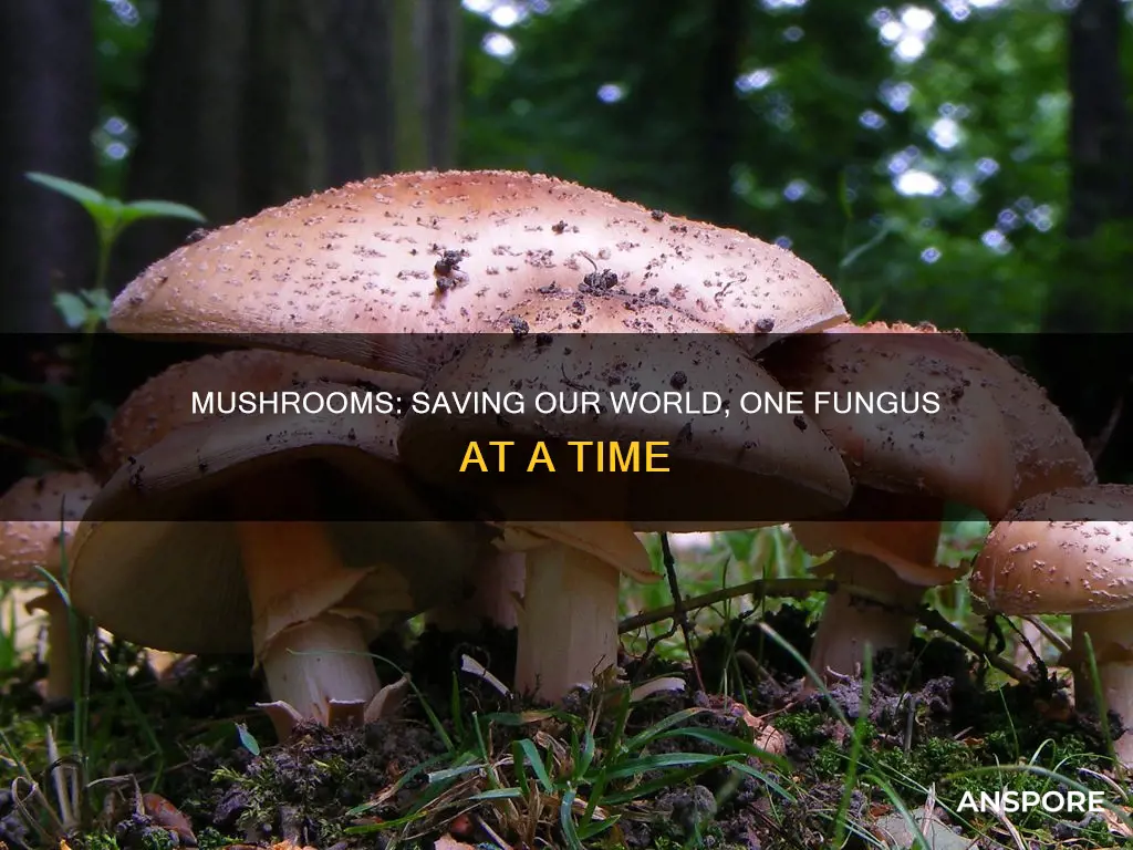 how mushrooms save the world