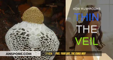 Mushrooms: Thinning the Veil Between Worlds