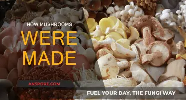 Mushroom Evolution: How Were They Created?