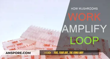 Mushroom Magic: Amplify Loop Explained
