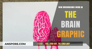 Mushrooms' Magical Brain Effects Visualized