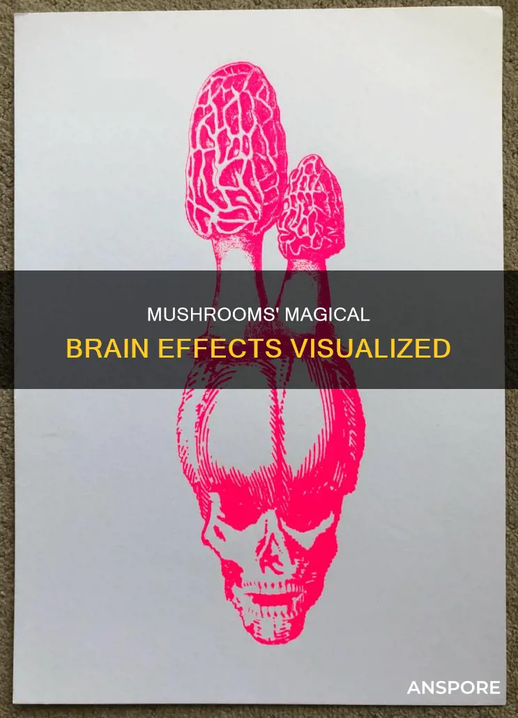 how mushrooms work in the brain graphic