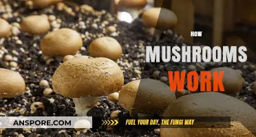 Mushroom Magic: Understanding Fungi Functionality