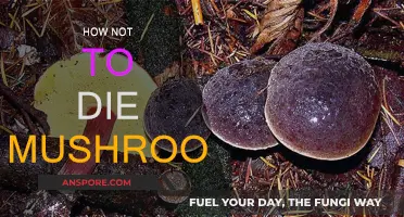 Mushroom Safety: Avoid Death by Edible Fungi