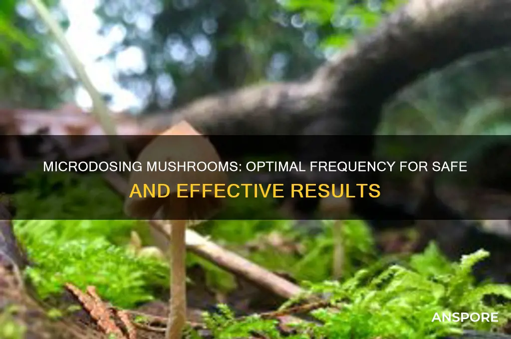how often can i microdose mushrooms