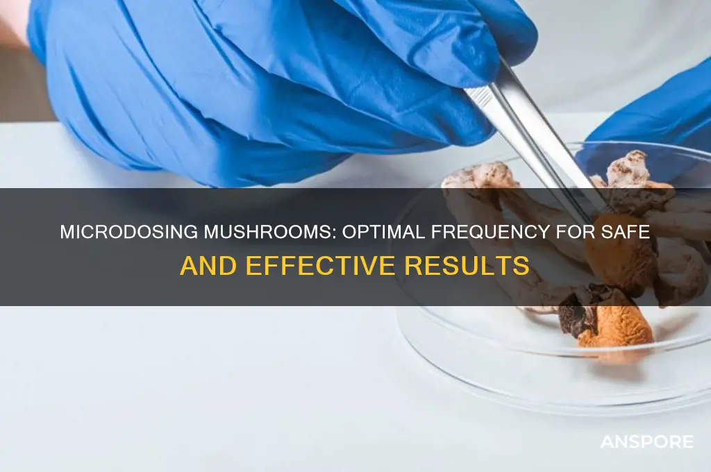 how often can you microdose mushrooms