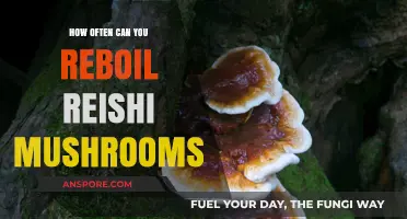 Reboiling Reishi Mushrooms: Optimal Frequency for Maximum Health Benefits