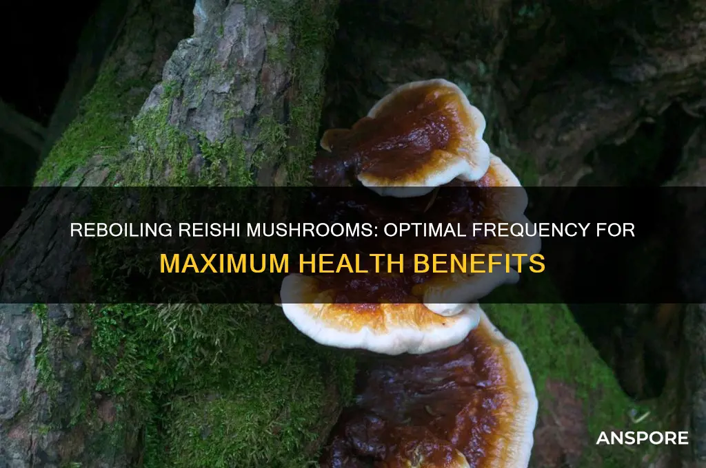 how often can you reboil reishi mushrooms