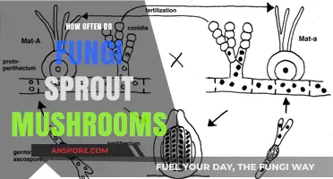 Fungi's Magic: How Often Do Mushrooms Appear?