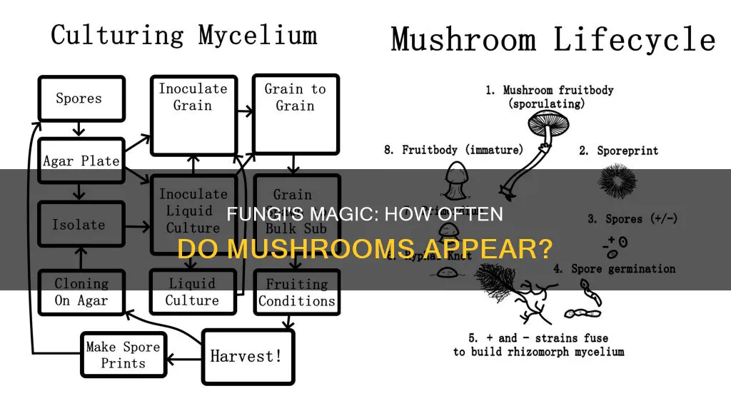 how often do fungi sprout mushrooms