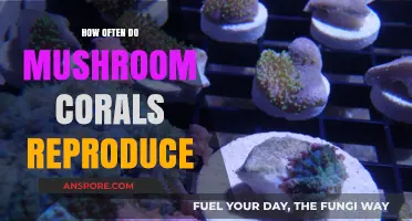 Mushroom Corals: Reproductive Frequency and Patterns