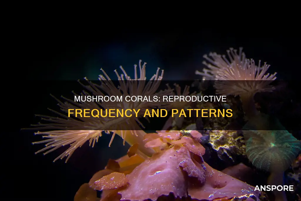 how often do mushroom corals reproduce