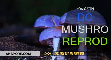 Mushroom Reproduction: How Frequently Do They Spawn?