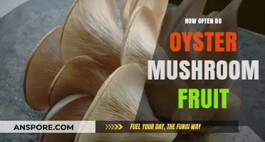Cultivating Oyster Mushrooms: How Often Do They Fruit?