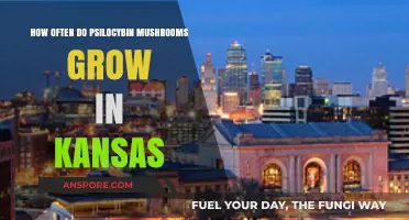 Psilocybin Mushrooms in Kansas: Growth Frequency and Seasonal Patterns