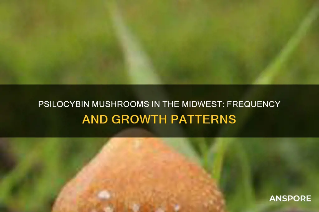 how often do psilocybin mushrooms grow in the midwest