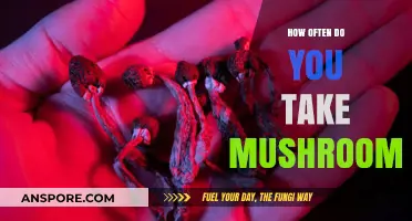 Mushroom Microdosing: How Frequently Should You Take Them?