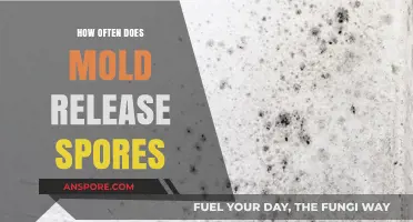 Understanding Mold Spores: Frequency of Release and Environmental Factors