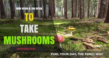 Balancing Psilocybin Use: How Often is Too Often for Mushrooms?