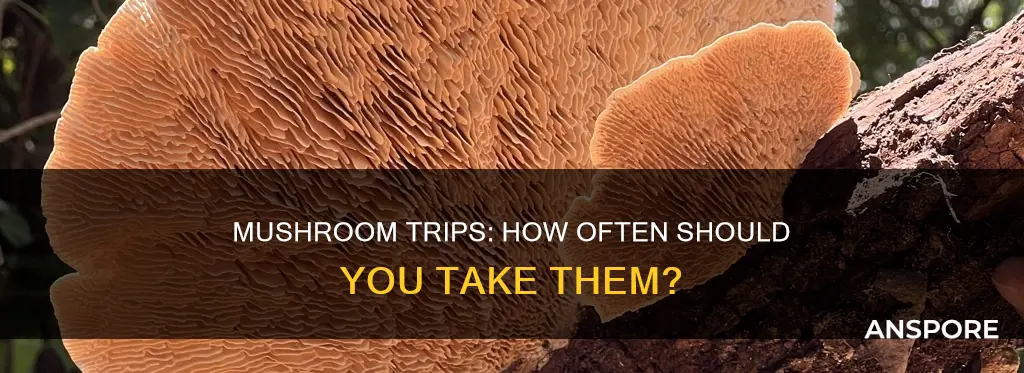 how often mushroom trip