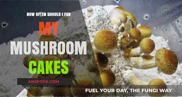 Fanning for Fruiting: Optimal Airflow for Mushroom Cakes