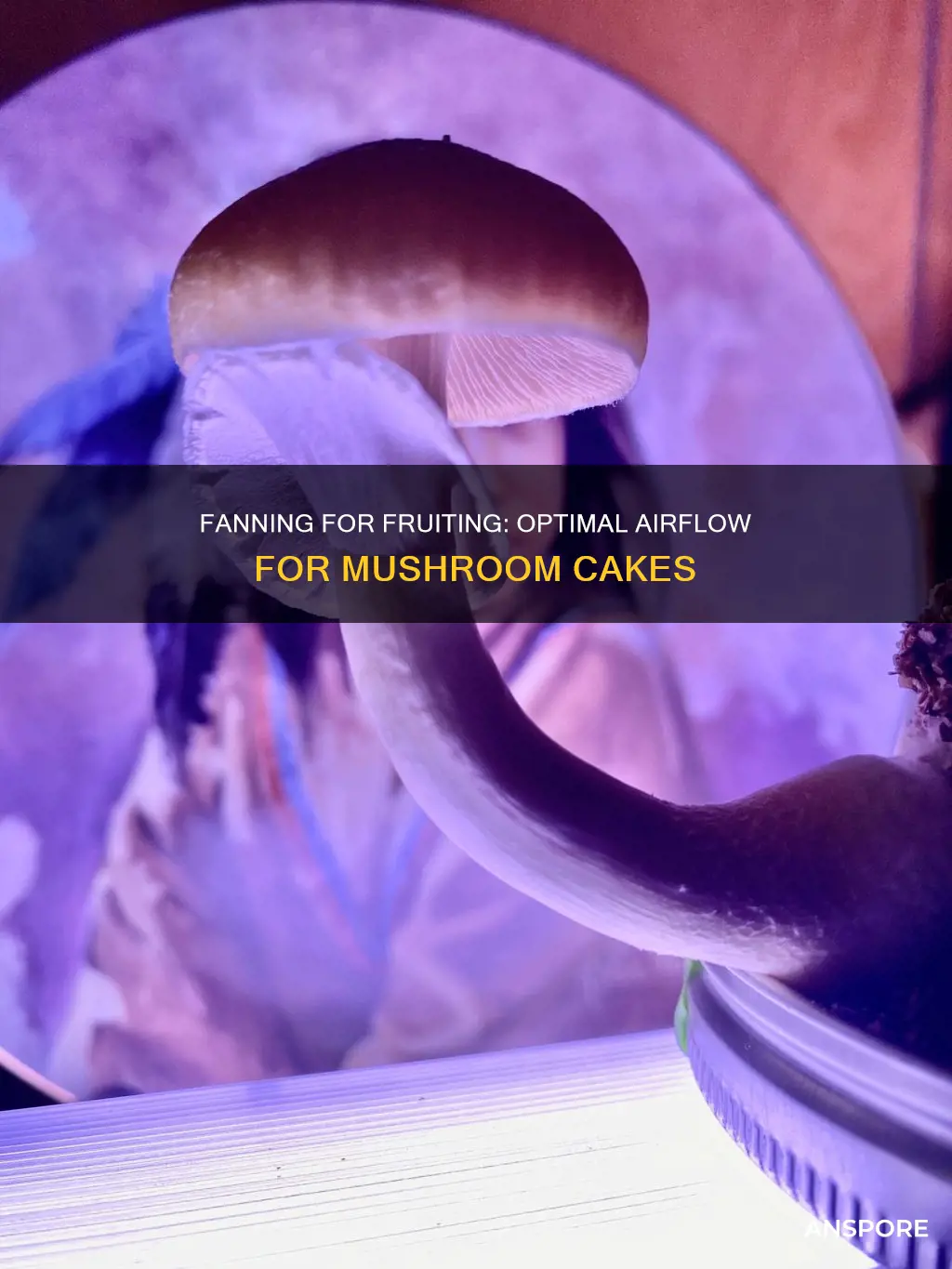 how often should i fan my mushroom cakes