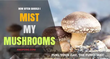 The Ultimate Guide to Misting Your Mushrooms
