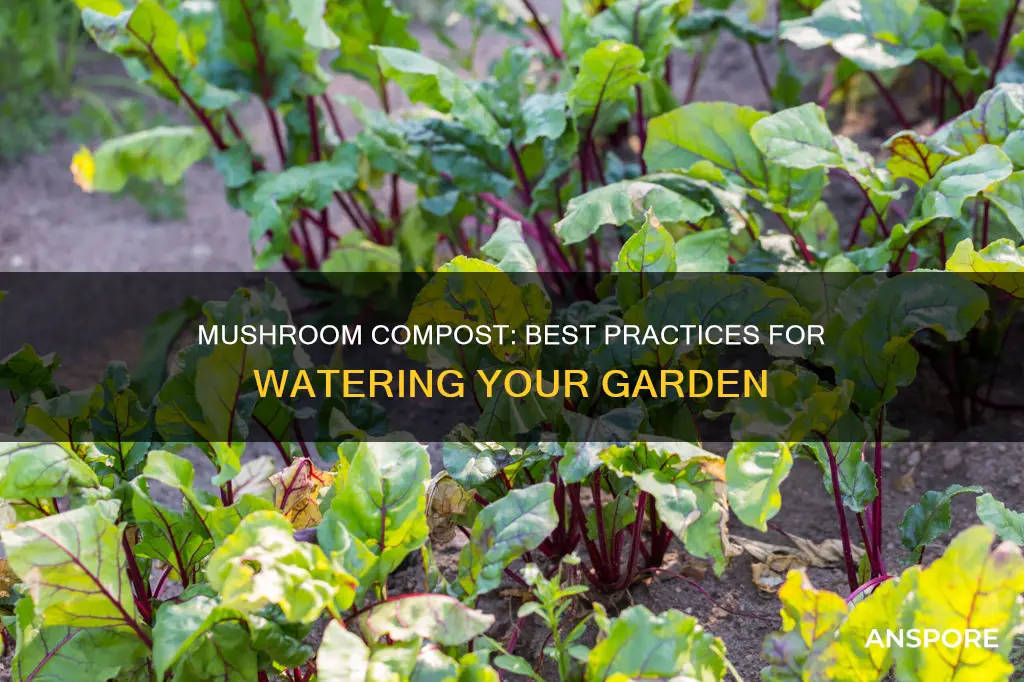 how often should i water my garden with mushroom compost
