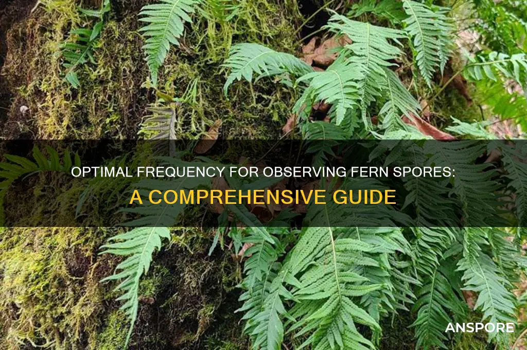 how often should one observe fern spores