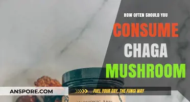 Chaga Mushroom: Safe Daily Consumption and Benefits